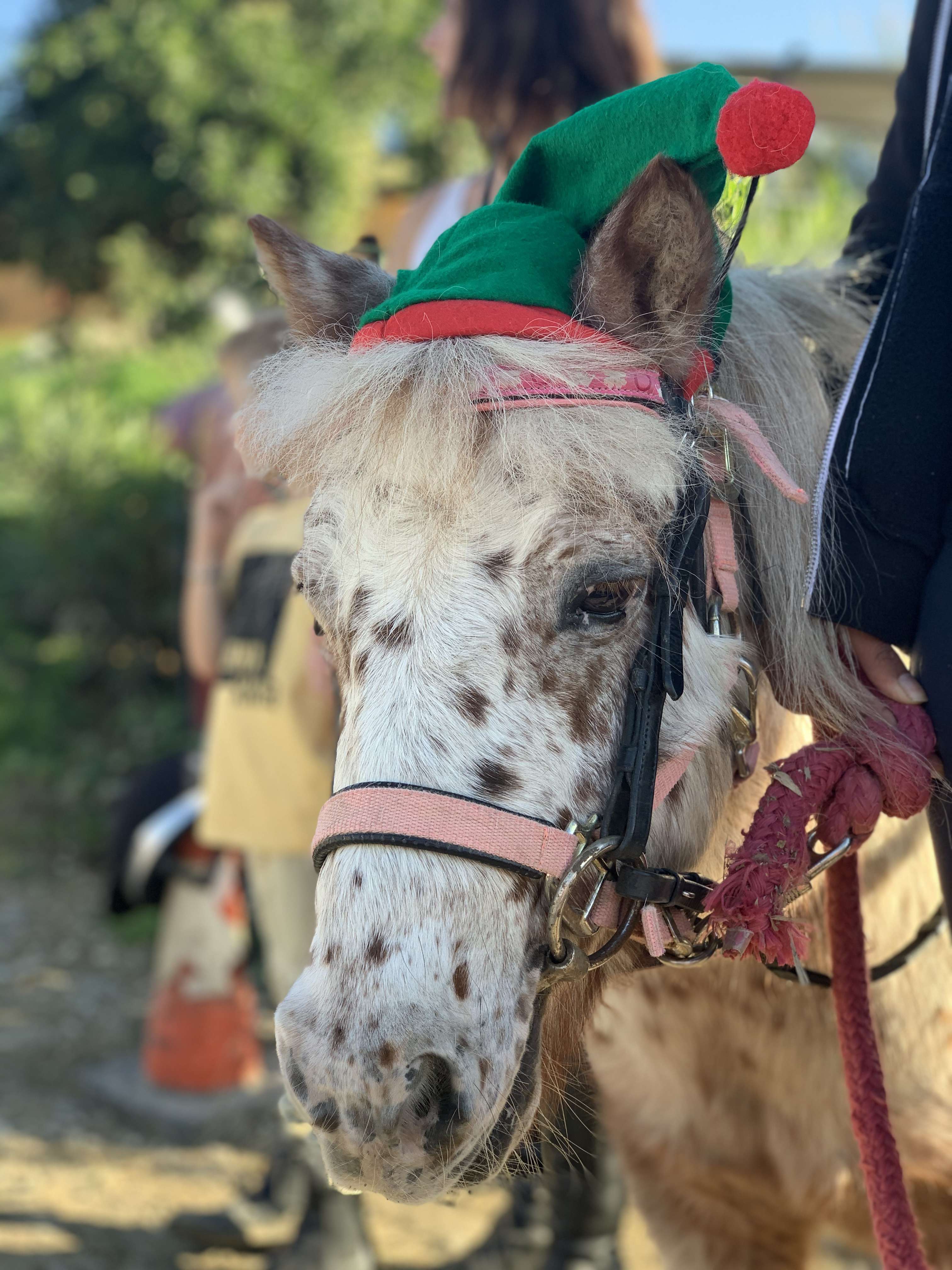 Horse riding Costa Del Sol