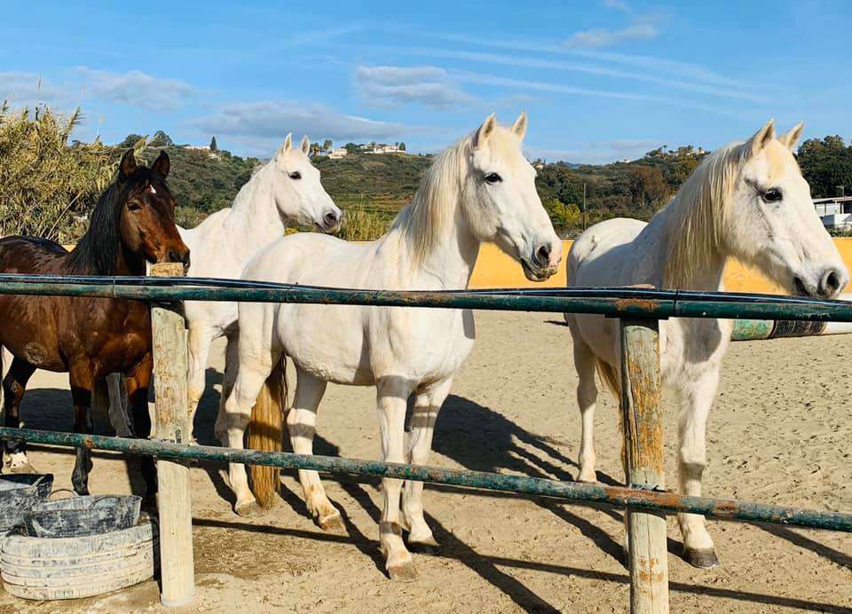 ranch siesta los rubios the beatles